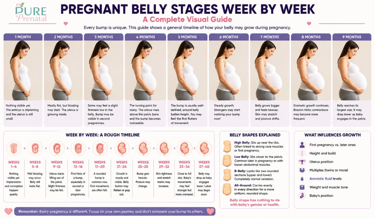 Pregnant Belly Stages